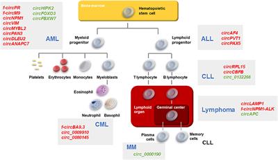 Circular RNAs in Blood Malignancies